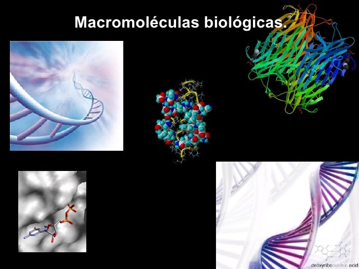 macro molecula biologica 1 728