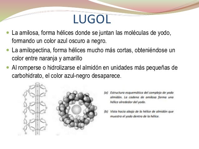 DIGESTIÓN DE MACROMOLÉCULAS