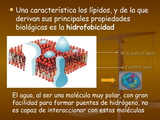 Una característica los lípidos, y de la que derivan sus principales propiedades biológicas es la  hidrofobicidad   El agua, al ser una molécula muy polar, con gran facilidad para formar puentes de hidrógeno, no es capaz de interaccionar con estas moléculas  No le gusta el agua Le gusta el agua 