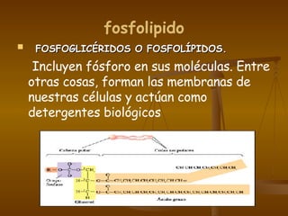 fosfolipido    FOSFOGLICÉRIDOS O FOSFOLÍPIDOS. Incluyen fósforo en sus moléculas. Entre otras cosas, forman las membranas de nuestras células y actúan como detergentes biológicos 