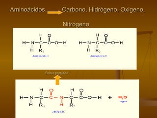 Aminoácidos  Carbono, Hidrógeno, Oxigeno,    Nitrógeno  Enlace peptídico 