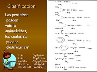 Clasificación          Las proteínas poseen  veinte  aminoácidos,  los cuales se pueden  clasificar en: 2  Aa     Dipéptido  3  Aa  Tripéptido 4 a 10 aa    Oligopéptido 10 a 10 aa  Polipéptido más de 100    Proteína 