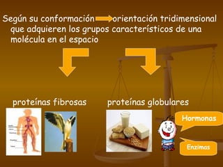 Según su conformación  orientación tridimensional que adquieren los grupos característicos de una molécula en el espacio proteínas fibrosas  proteínas globulares  Hormonas Enzimas 