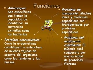 Funciones Anticuerpos : Son específicas que tienen la capacidad de identificar su sustancias extrañas como  las bacterias  Proteínas de transporte : Muchos iones y moléculas específicas son transportados por proteínas específicas  Proteínas del movimiento coordinado : El músculo está compuesto por una variedad de proteínas fibrosas  Proteínas estructurales:   Como la a-queratinas constituyen la estructura de muchos tejidos de soporte del organismo, como los tendones y los huesos.  