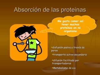 Absorción de las proteinas Me gusta comer así tener muchas proteínas en mi organismo disfusión pasiva a través de poros   difusión facilitada por transportadores   transporte activo secundario   Metabolismo de a.a   