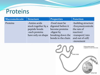 Macromolecule | PPTX