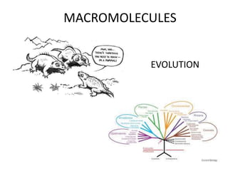 MACROMOLECULES
EVOLUTION
 