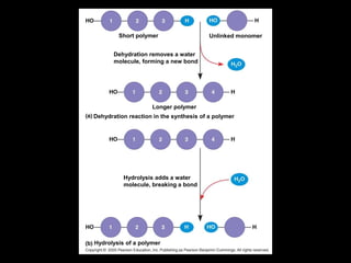 Large variety of polymers but there are less than 50 monomers…kinda like the alphabet…lots of words, only 26 letters