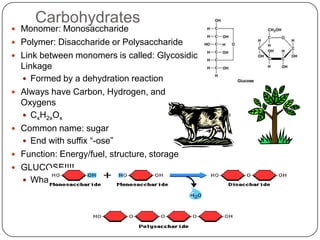 Three of the four classes of life’s organic molecules are polymers:CarbohydratesProteinsNucleic acids***Lipids/fats are not polymers but they are still macromolecules