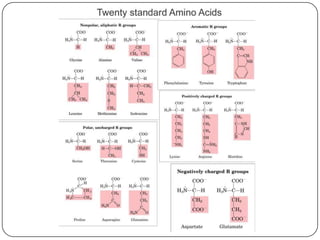 Brief Overview of  4 MacromoleculesCarbohydratesMonomer: monosaccharaides and disaccharidesPolymer: polysaccharides aka complex carbohydrates (Starches)ProteinsMonomer: Amino acidsPolymer: Polypeptide Chain (PROTEINS)NucleicAcidsMonomer: NucleotidePolymer: Nucleic Acids (DNA and RNA)Lipids, fats, oils and steroidsMonomer: NONEPolymer: NONE