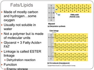 CarbohydratesMonomer: MonosaccharidePolymer: Disaccharide or PolysaccharideLink between monomers is called: Glycosidic LinkageFormed by a dehydration reactionAlways have Carbon, Hydrogen, and OxygensCxH2xOxCommon name: sugarEnd with suffix “-ose”Function: Energy/fuel, structure, storageGLUCOSE!!!! What all cells need for energy