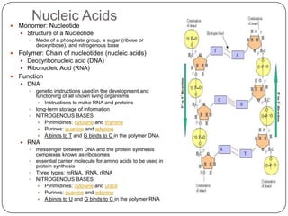Protein StructurePrimary structure 1’Order of amino acids in a polypeptide chainSecondary structure 2’Polypeptide chain folds because of interactions between amino acidsHYDROGEN BONDINGTertiary Structure 3’Gives proteins 3-D shapeVERY IMPORTANT to function of proteinBeta pleated sheets and alpha helices fold based on interactions between R-groups of a.a.Hydrogen bonds, polar/non-polar interactions, acid/base interactions, disulfide bonds,  van der Waals forcesQuaternary Structure 4’the association of the polypeptide chainssome proteins contain more than one polypeptide chainEach polypeptide chain in the protein is called a subunitTwo or more subunits come together for a specific functionHEMOGLOBINOn Red blood cellsIts shape allows RBCs to carry oxygen all around your body!