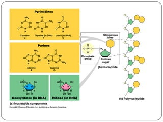 DenaturationUnraveling/unfolding of proteinWhy would this be a problem?When protein loses its 3-D shape and thus its specific functionCaused by:Unfavorable changes in pH, temperature or other environmental conditionDisrupts the interactions between side chains and causes loss of shapeExamples:Frying an eggStraightening your hair