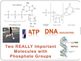 DNA (nucleotide)ATPTwo REALLY ImportantMolecules with Phosphate Groups