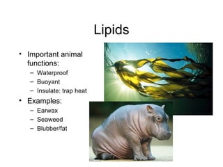 Lipids Important animal functions:  Waterproof  Buoyant  Insulate: trap heat  Examples:  Earwax Seaweed  Blubber/fat  