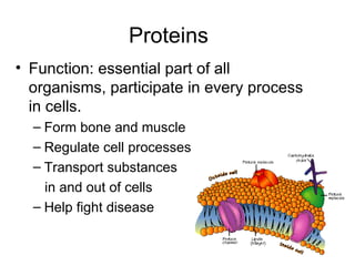 Proteins  Function: essential part of all organisms, participate in every process in cells.  Form bone and muscle Regulate cell processes  Transport substances  in and out of cells  Help fight disease  