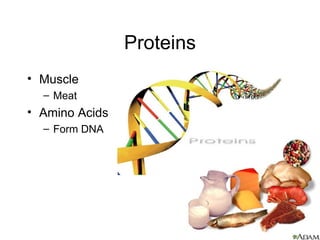 Proteins Muscle  Meat  Amino Acids  Form DNA  