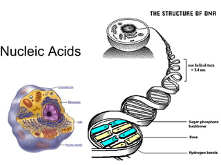 Nucleic Acids  