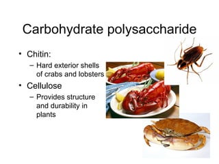 Carbohydrate polysaccharide Chitin:  Hard exterior shells of crabs and lobsters  Cellulose  Provides structure and durability in plants  
