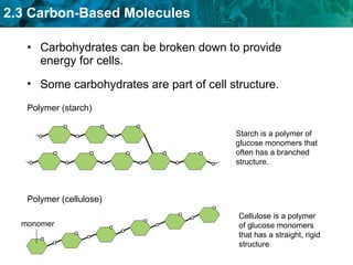 Carbohydrates can be broken down to provide energy for cells. Some carbohydrates are part of cell structure. Polymer (starch) Starch is a polymer of glucose monomers that often has a branched structure. Polymer (cellulose) Cellulose is a polymer of glucose monomers that has a straight, rigid structure monomer 