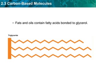 Fats and oils contain fatty acids bonded to glycerol. Triglyceride 