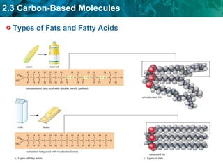 Types of Fats and Fatty Acids 