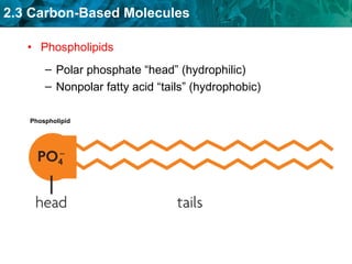 Phospholipids Polar phosphate “head” (hydrophilic) Nonpolar fatty acid “tails” (hydrophobic) Phospholipid 