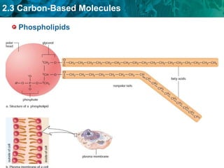 Phospholipids 