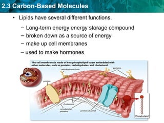 Lipids have several different functions. Long-term energy energy storage compound  broken down as a source of energy  make up cell membranes used to make hormones 