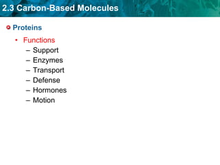 Proteins Functions Support Enzymes Transport Defense Hormones Motion 