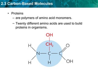 Proteins  are polymers of amino acid monomers. Twenty different amino acids are used to build proteins in organisms. 