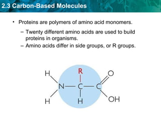 Amino acids differ in side groups, or R groups. Proteins are polymers of amino acid monomers. Twenty different amino acids are used to build proteins in organisms. 