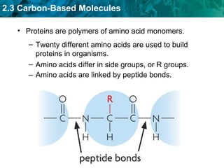 Amino acids are linked by peptide bonds. Proteins are polymers of amino acid monomers. Amino acids differ in side groups, or R groups. Twenty different amino acids are used to build proteins in organisms. 