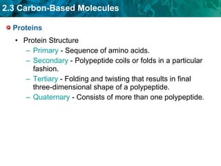 Proteins Protein Structure Primary  - Sequence of amino acids. Secondary   - Polypeptide coils or folds in a particular fashion. Tertiary   - Folding and twisting that results in final three-dimensional shape of a polypeptide. Quaternary   - Consists of more than one polypeptide. 