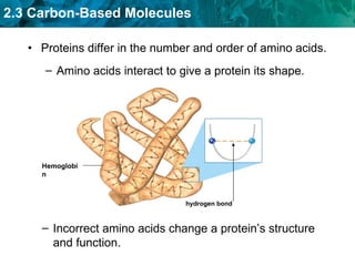 Proteins differ in the number and order of amino acids. Amino acids interact to give a protein its shape. Incorrect amino acids change a protein’s structure and function. hydrogen bond Hemoglobin 