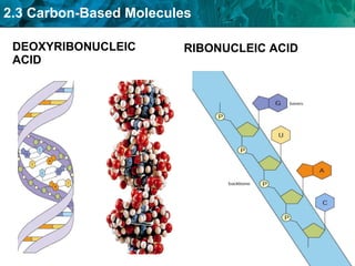 DEOXYRIBONUCLEIC ACID RIBONUCLEIC ACID 