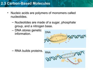 DNA stores genetic information. Nucleic acids are polymers of monomers called nucleotides. Nucleotides are made of a sugar, phosphate group, and a nitrogen base. RNA builds proteins. DNA RNA 