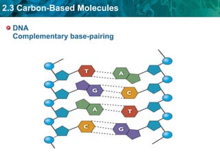 DNA Complementary base-pairing 