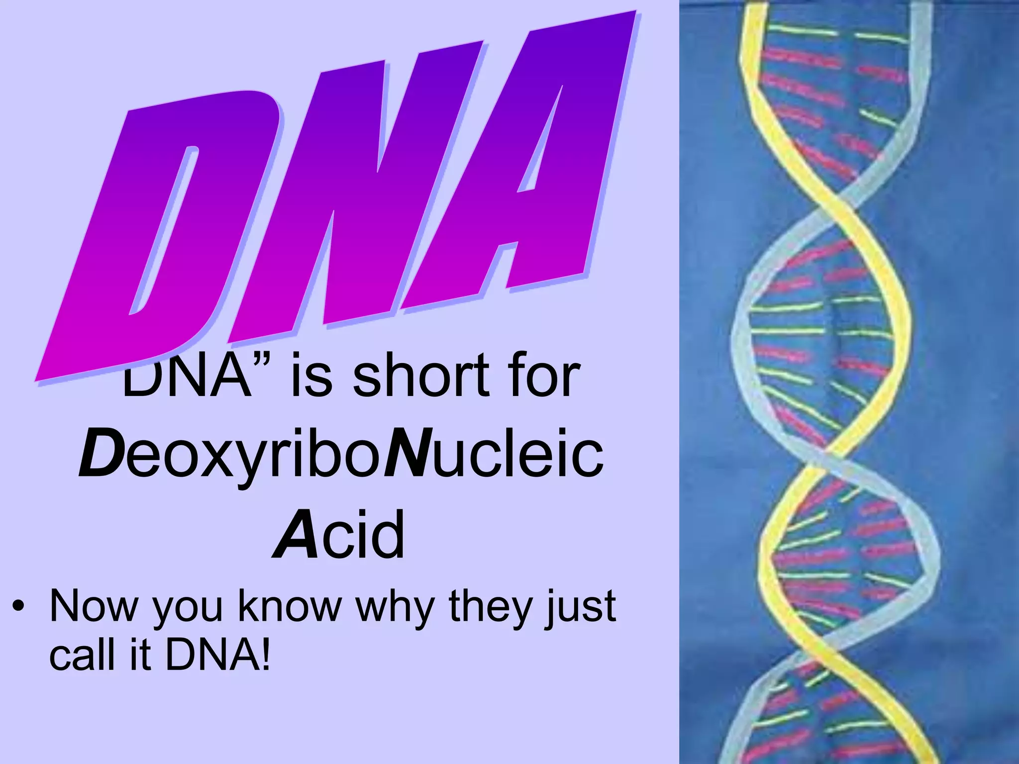 “DNA” is short for
   DeoxyriboNucleic
        Acid
• Now you know why they just
  call it DNA!
 