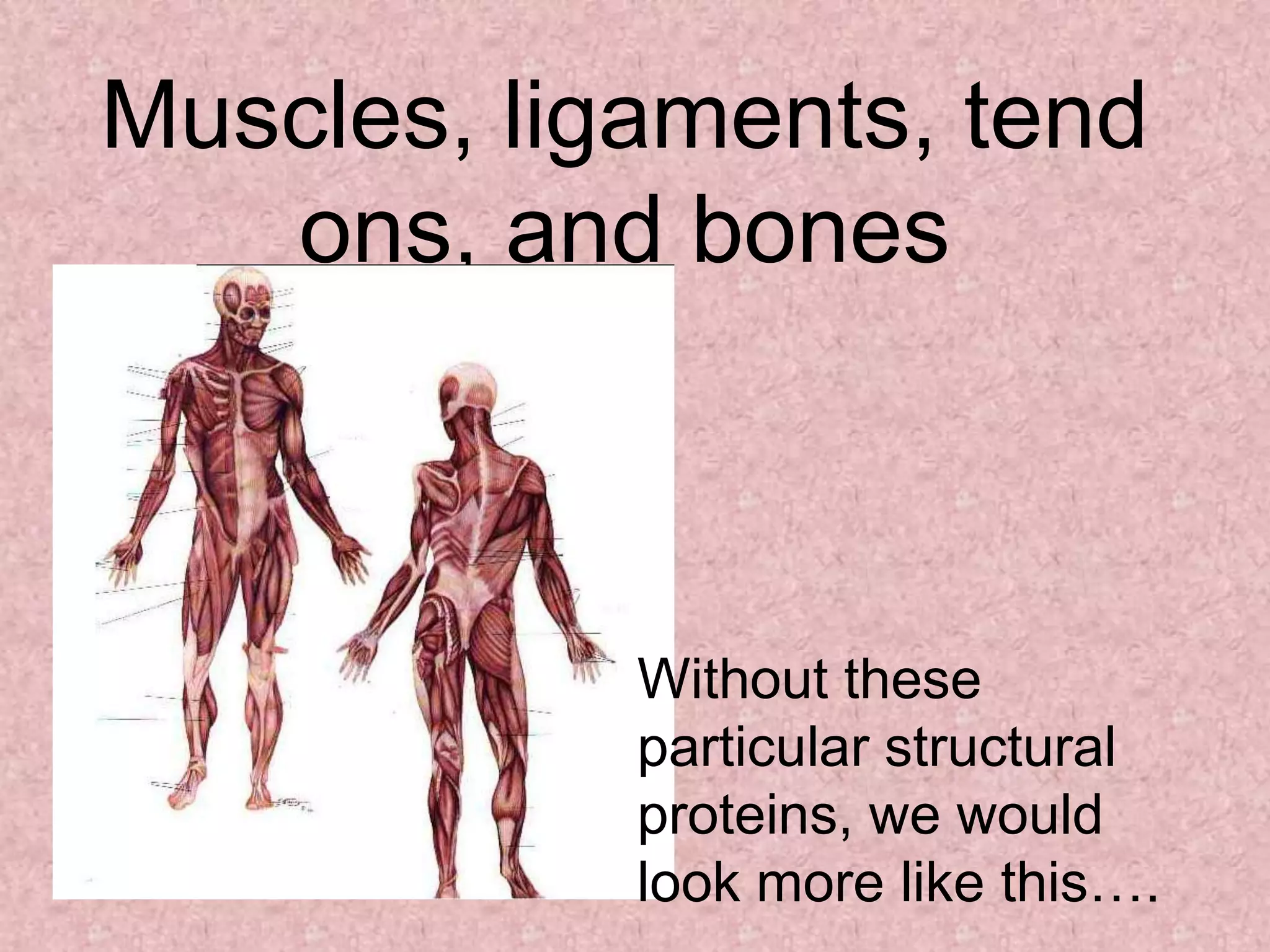 Muscles, ligaments, tend
   ons, and bones



            Without these
            particular structural
            proteins, we would
            look more like this….
 