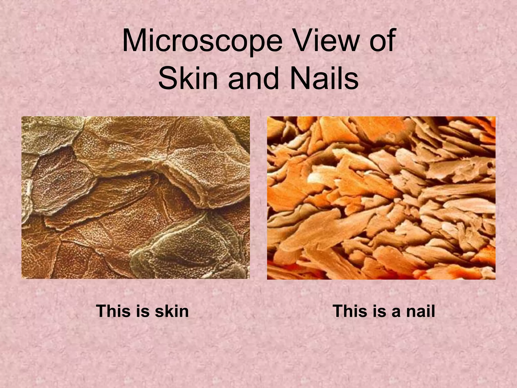 Microscope View of
     Skin and Nails




This is skin    This is a nail
 