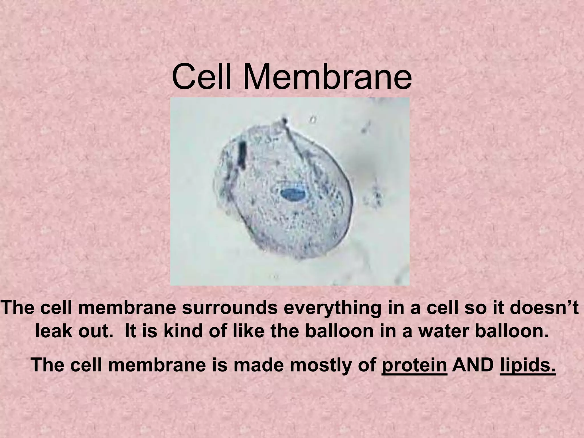 Cell Membrane




The cell membrane surrounds everything in a cell so it doesn’t
   leak out. It is kind of like the balloon in a water balloon.
   The cell membrane is made mostly of protein AND lipids.
 