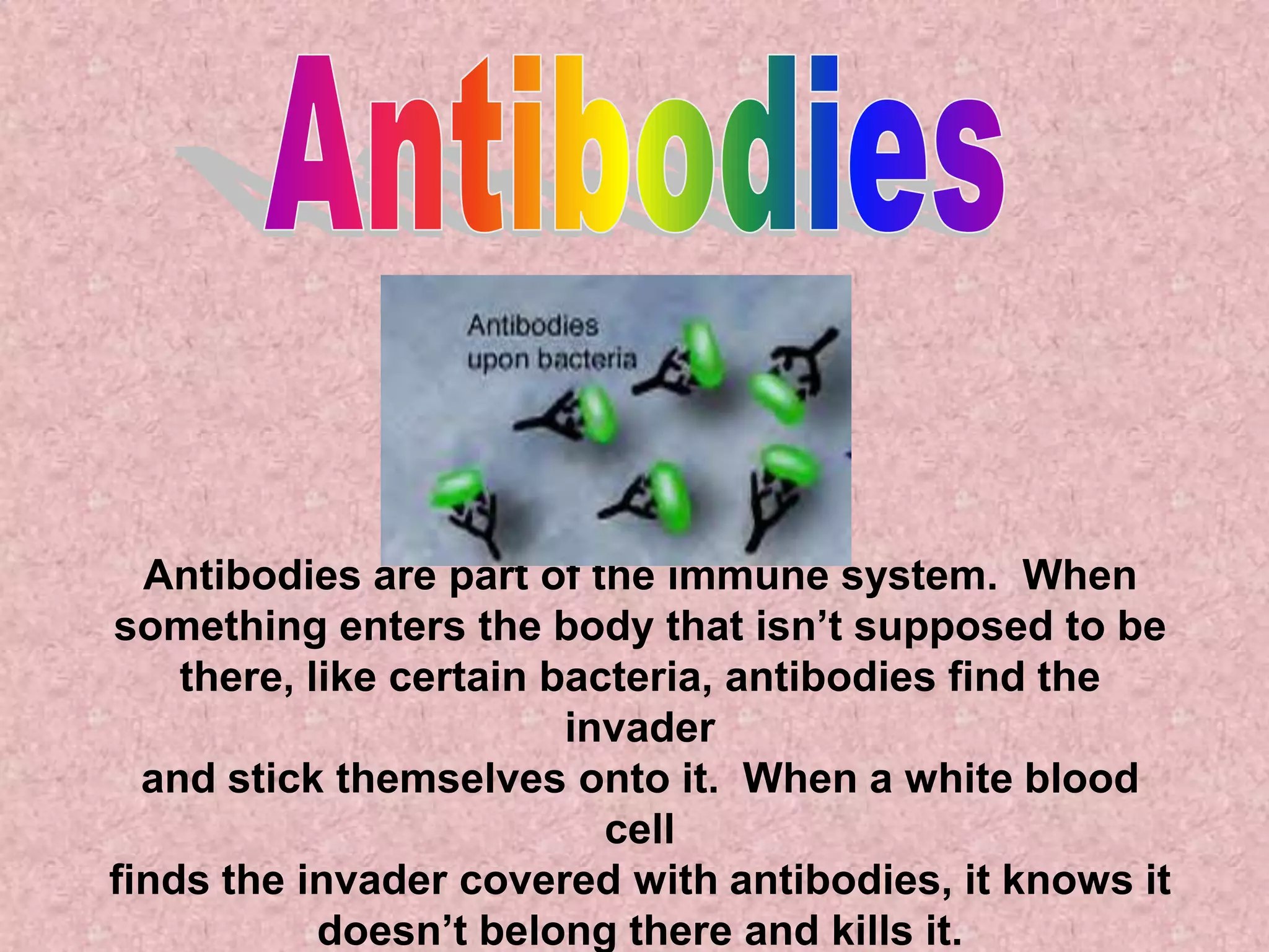 Antibodies are part of the immune system. When
something enters the body that isn’t supposed to be
    there, like certain bacteria, antibodies find the
                         invader
  and stick themselves onto it. When a white blood
                           cell
finds the invader covered with antibodies, it knows it
            doesn’t belong there and kills it.
 