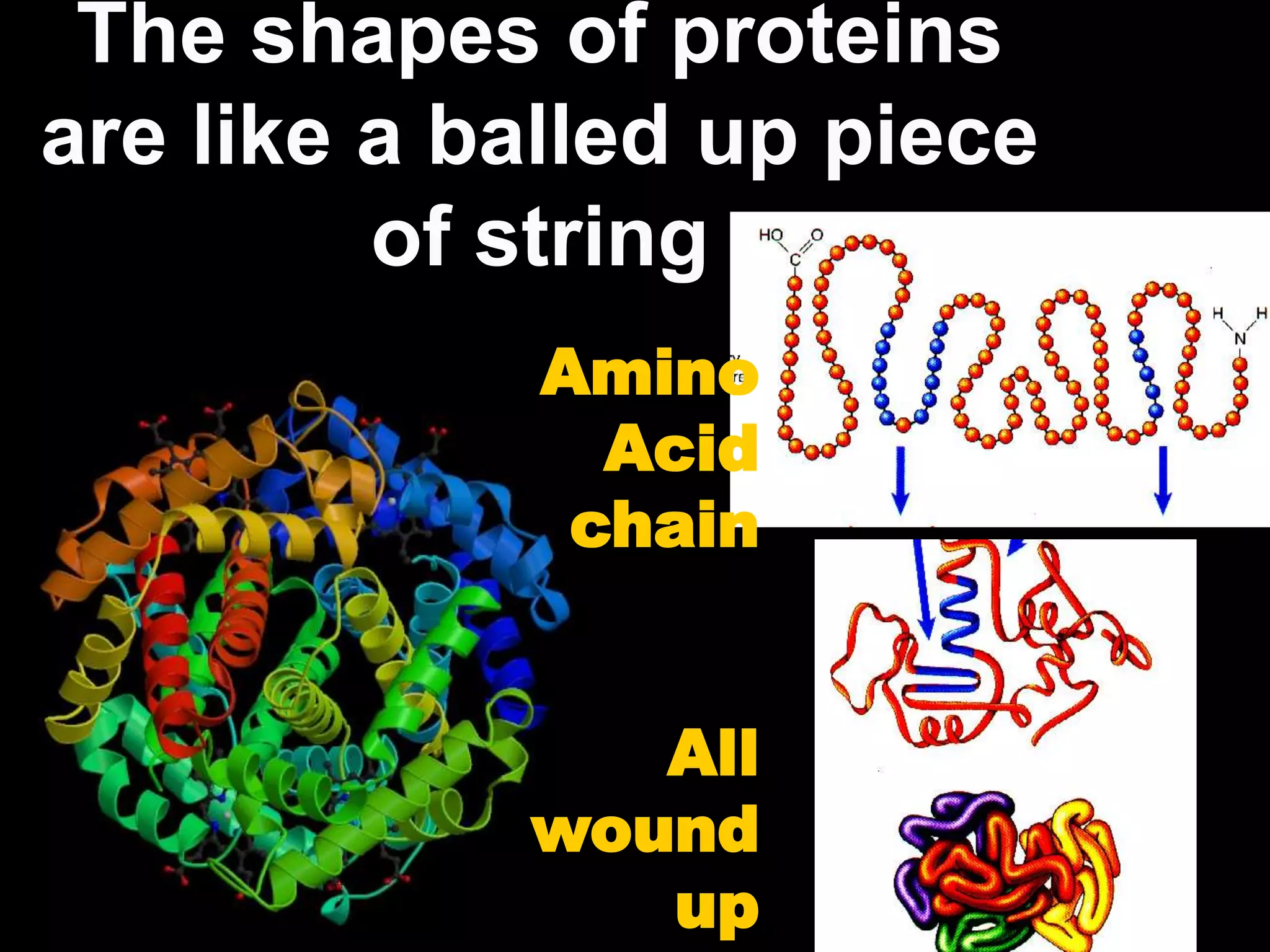 The shapes of proteins
are like a balled up piece
         of string
             Amino
               Acid
              chain


               All
            wound
               up
 