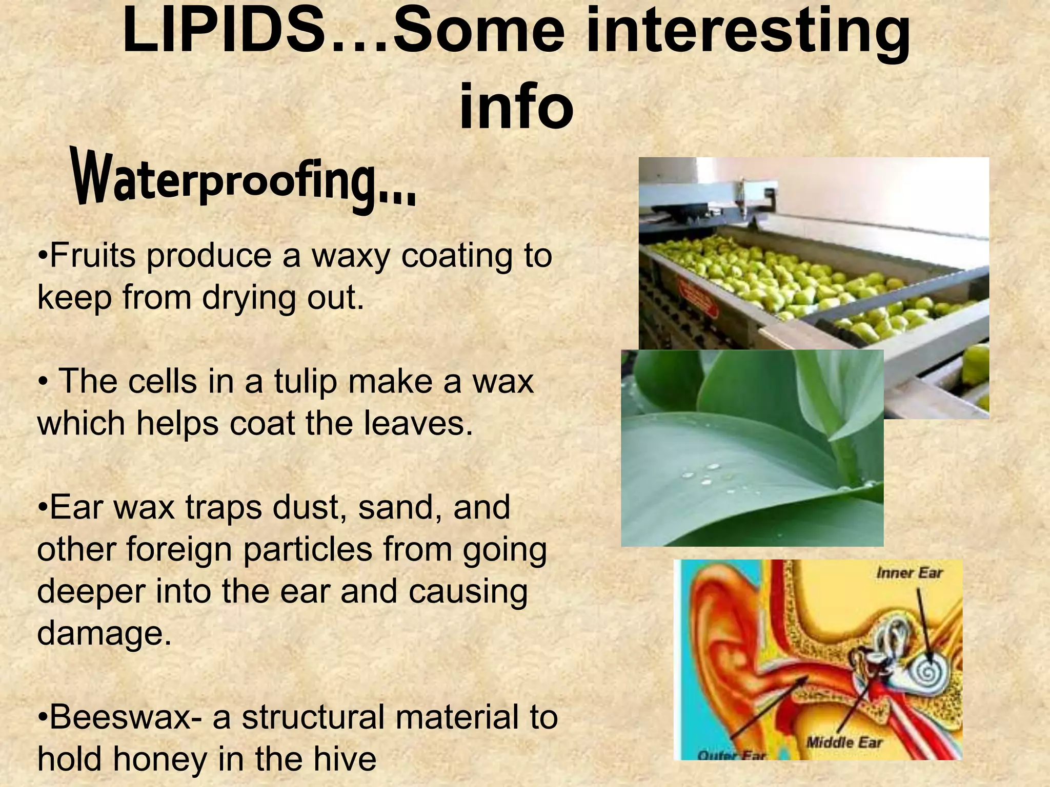 LIPIDS…Some interesting
              info

•Fruits produce a waxy coating to
keep from drying out.

• The cells in a tulip make a wax
which helps coat the leaves.

•Ear wax traps dust, sand, and
other foreign particles from going
deeper into the ear and causing
damage.

•Beeswax- a structural material to
hold honey in the hive
 