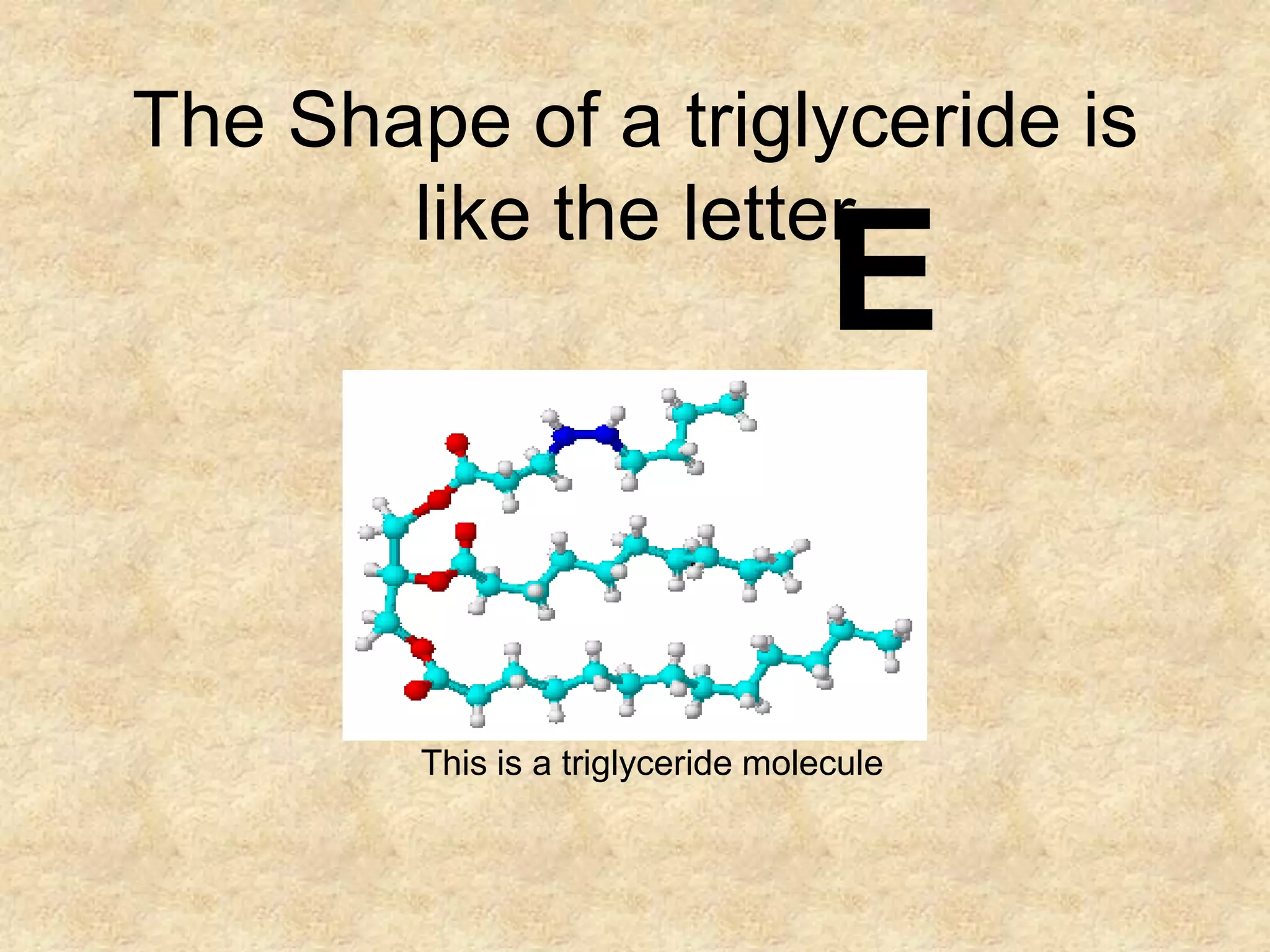 The Shape of a triglyceride is
       like the letter
                                   E

        This is a triglyceride molecule
 