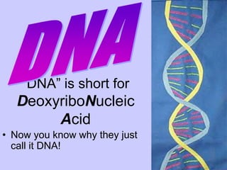 “DNA” is short for
   DeoxyriboNucleic
        Acid
• Now you know why they just
  call it DNA!
 
