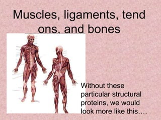 Muscles, ligaments, tend
   ons, and bones



            Without these
            particular structural
            proteins, we would
            look more like this….
 