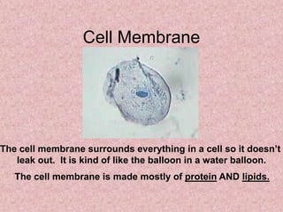 Cell Membrane




The cell membrane surrounds everything in a cell so it doesn’t
   leak out. It is kind of like the balloon in a water balloon.
   The cell membrane is made mostly of protein AND lipids.
 