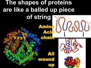 The shapes of proteins
are like a balled up piece
         of string
             Amino
               Acid
              chain


               All
            wound
               up
 